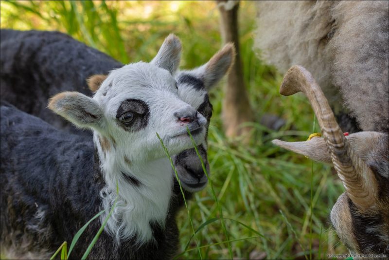 Nachwuchs bei den Guteschafen im Schlosspark! Himmelfahrt 2019