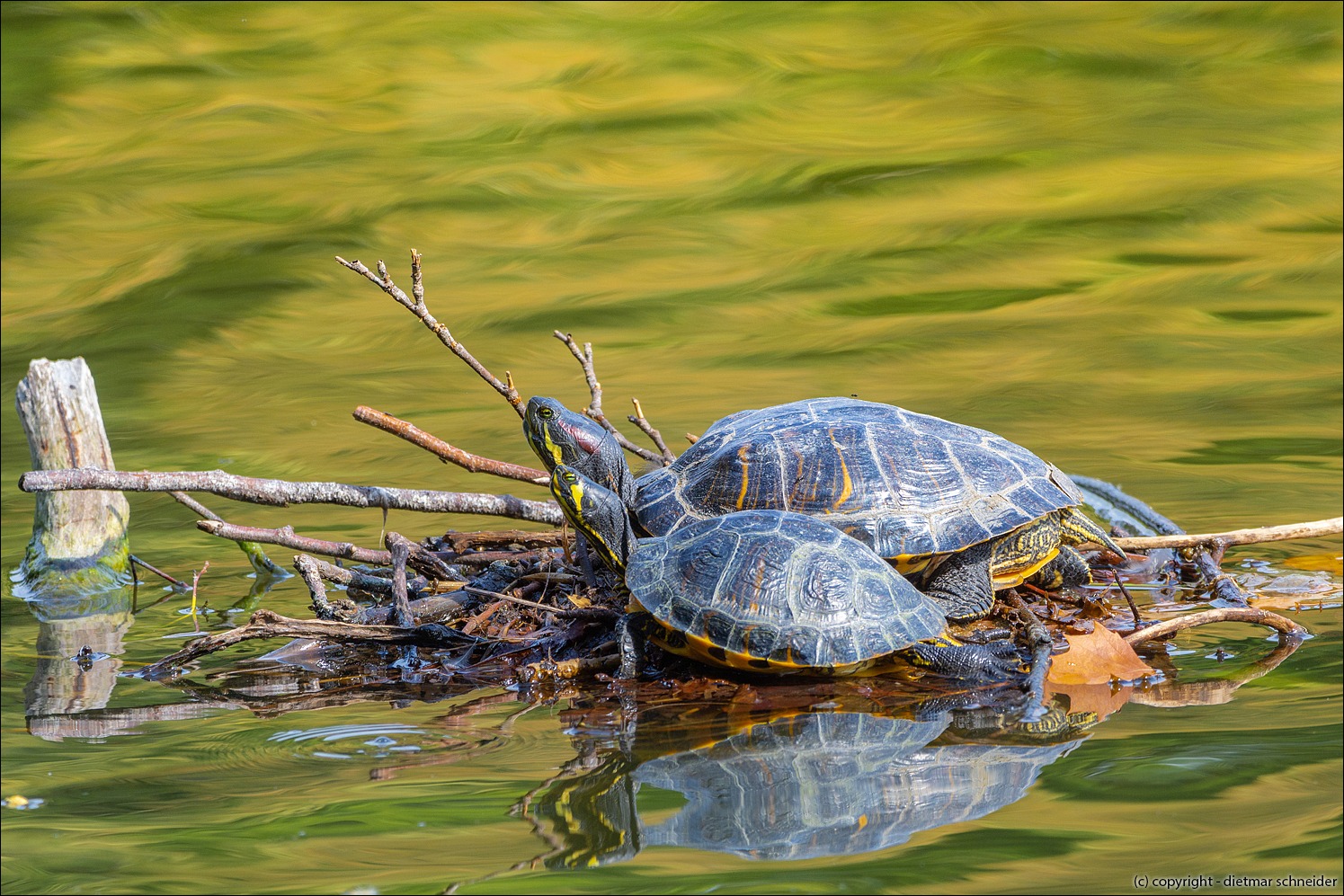 Read more about the article Kleine Schmuckschildkröten sind süß und werden gerne zu Hause gehalten. Wenn sie grösser werden, setzt man sie aus!