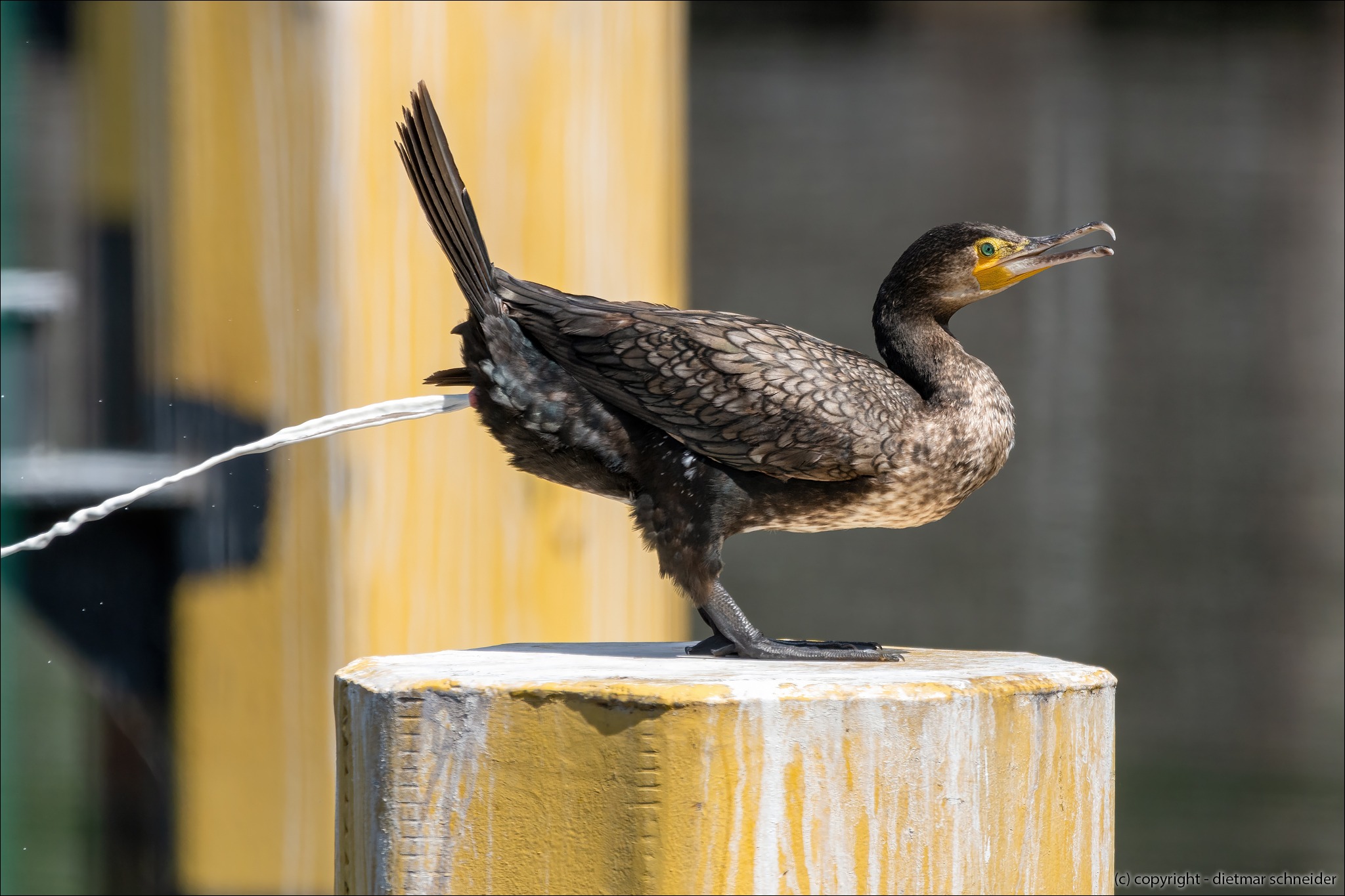 Read more about the article Auch ein Kormoran muss mal für kleine Königstiger