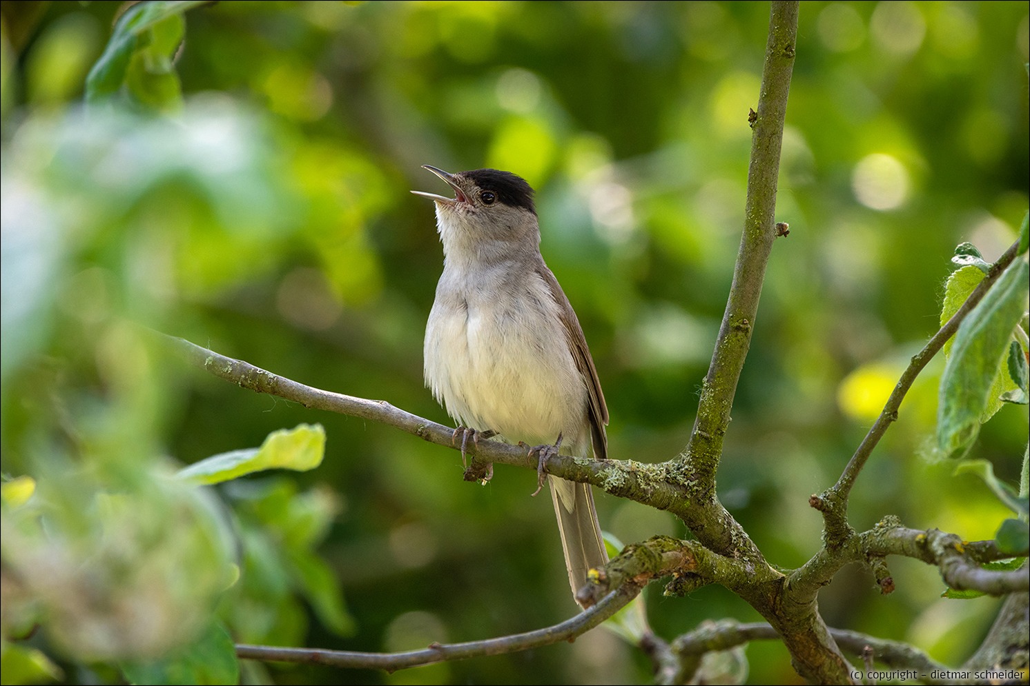 Read more about the article Die Mönchsgrasmücke – Kleiner Vogel mit sehr schönem und variablen Gesang!