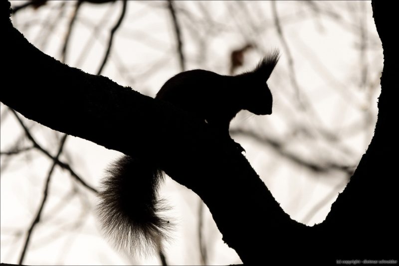 Eichhörnchen – Gute Kletterer und flinke Flitzer!