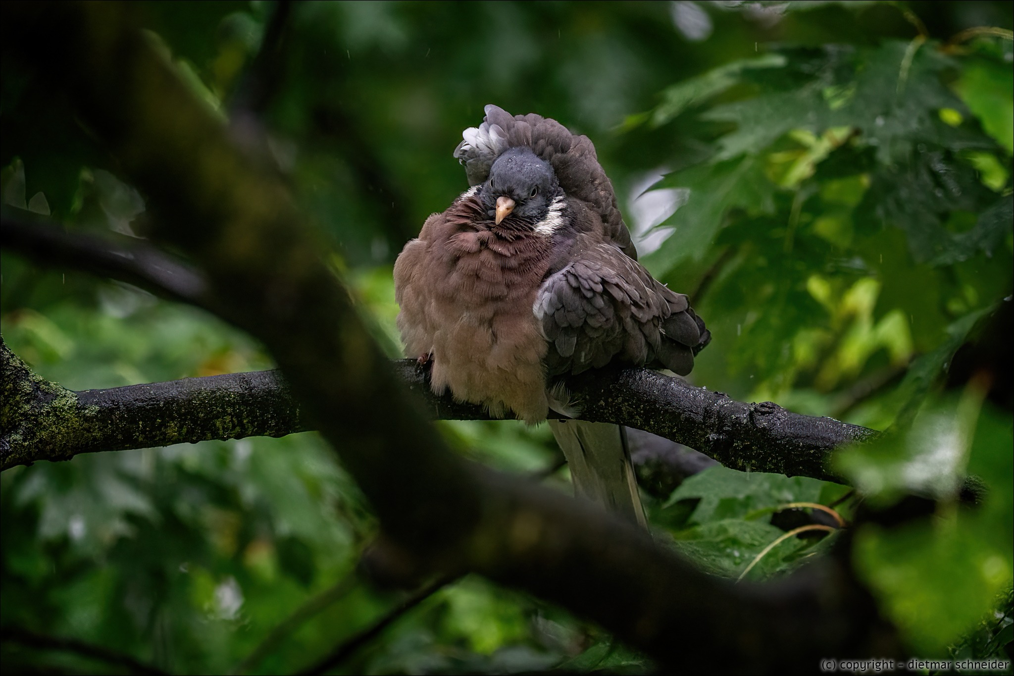 You are currently viewing Ringeltaube im Regen…