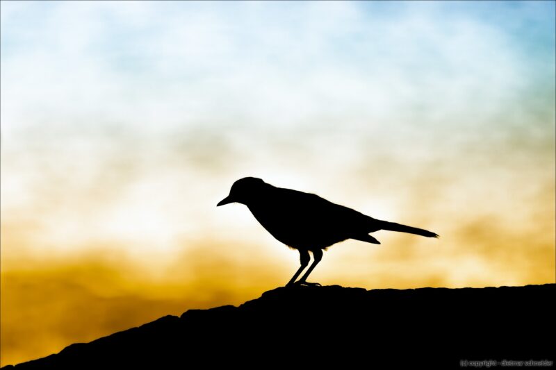 Die Amsel – Der musikalische Waldvogel!