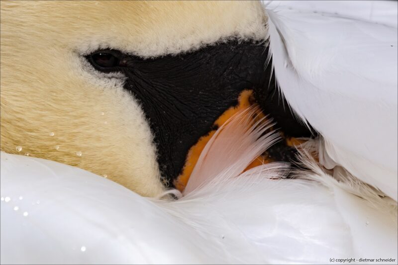 Der Schwan – Das elegante Krafttier!