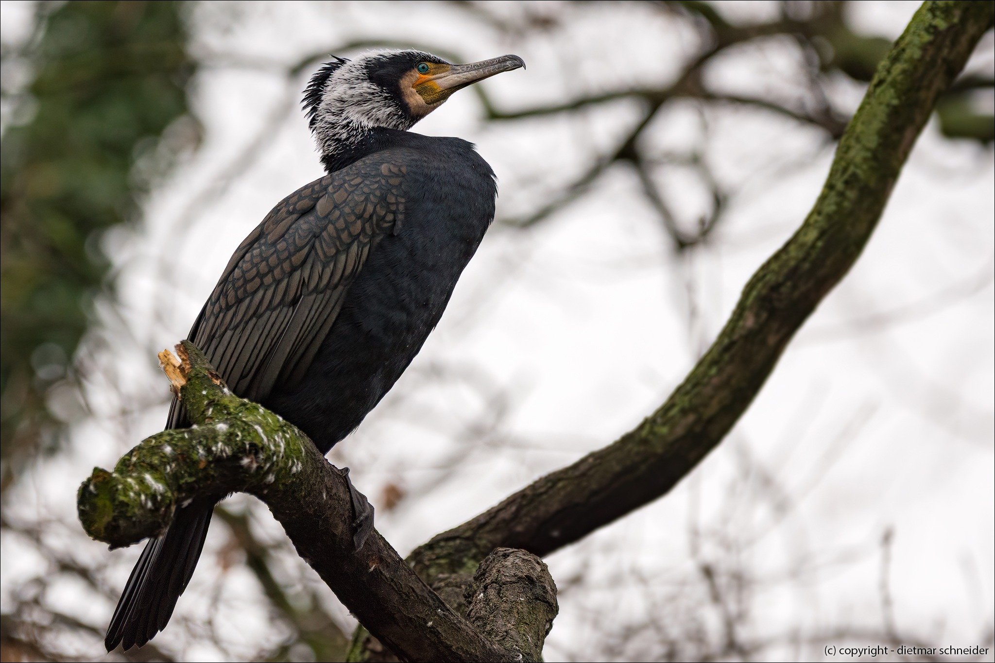 Read more about the article Der Kormoran!