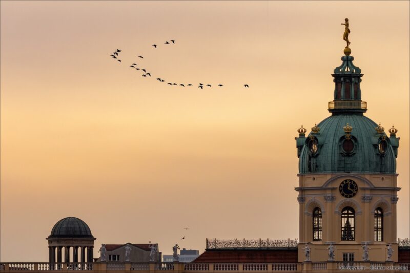 Die Kanadagans ist die weltweit am häufigsten vorkommende Gänseart.