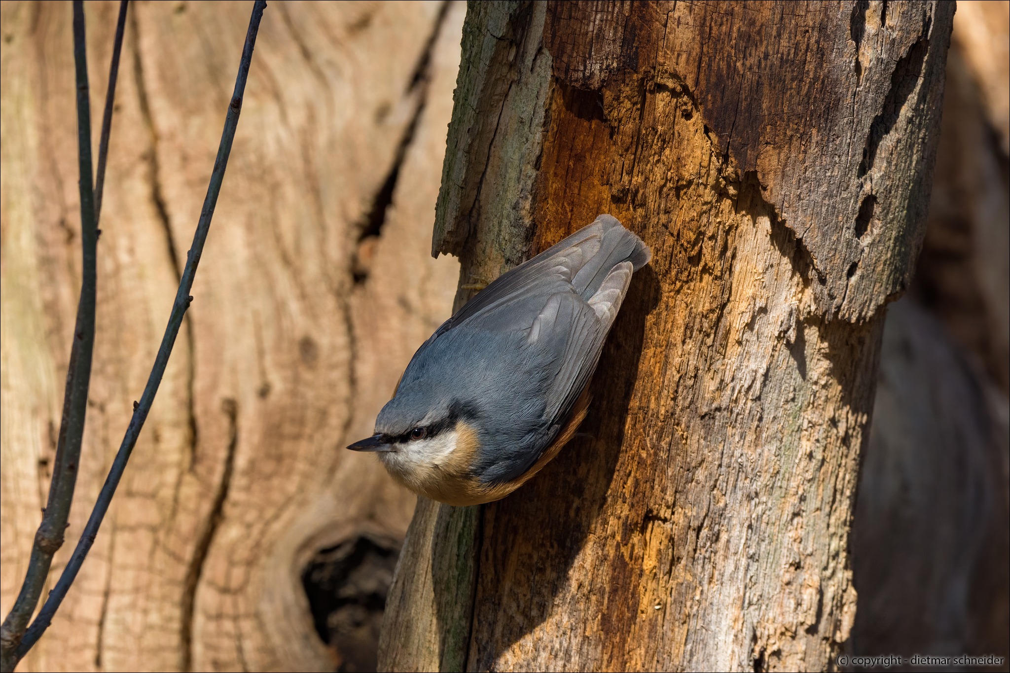Read more about the article Der Kleiber – Kleiner Klettervogel mit Augenbinde!