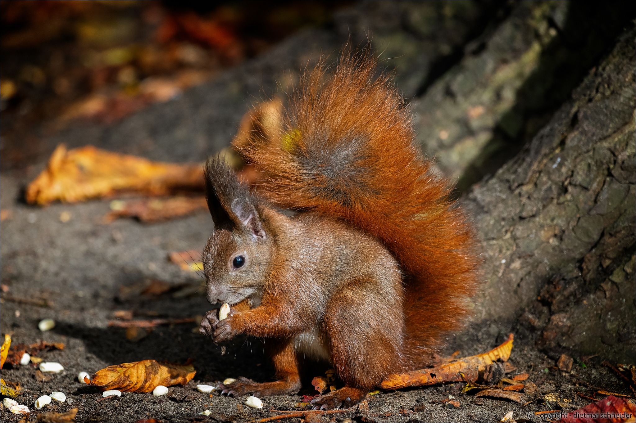 Read more about the article Eichhörnchen – Gute Kletterer und flinke Flitzer!