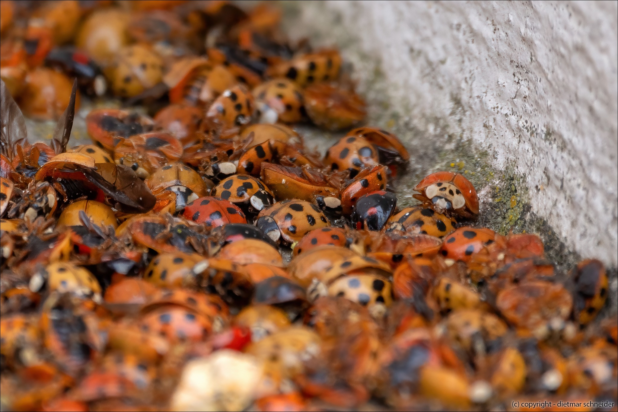 Read more about the article Insekten, Würmer und Spinnentiere sind wichtig für unser Ökosystem!