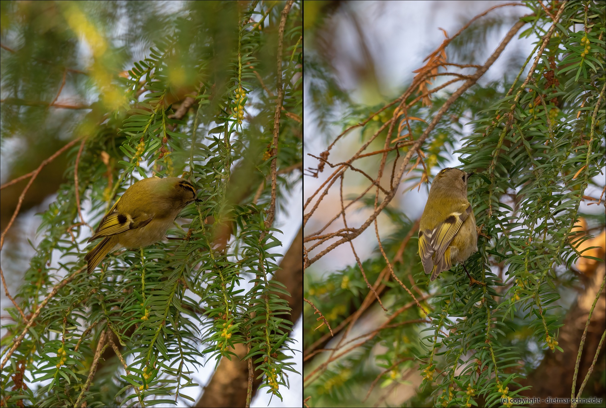 Read more about the article Das Wintergoldhähnchen – Europas kleinster Singvogel