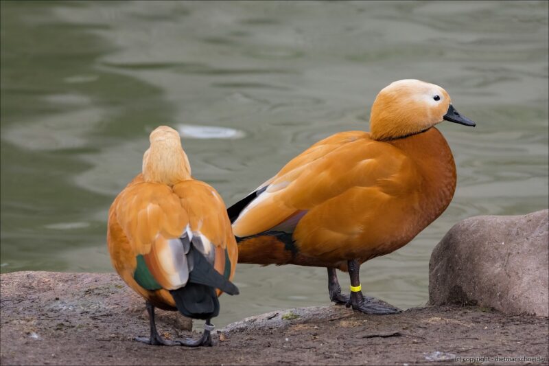 Rostgänse – Tierische Zuwanderer aus Asien und Nordafrika.