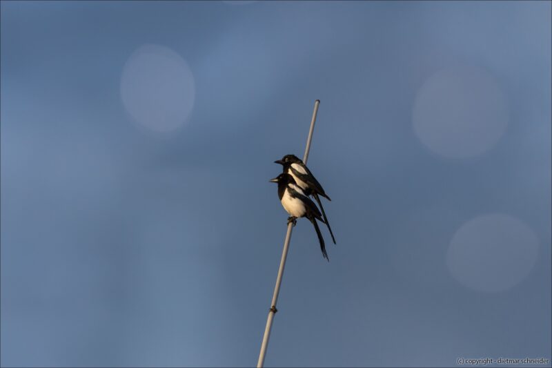 Die Elster – Ein intelligenter Rabenvogel.