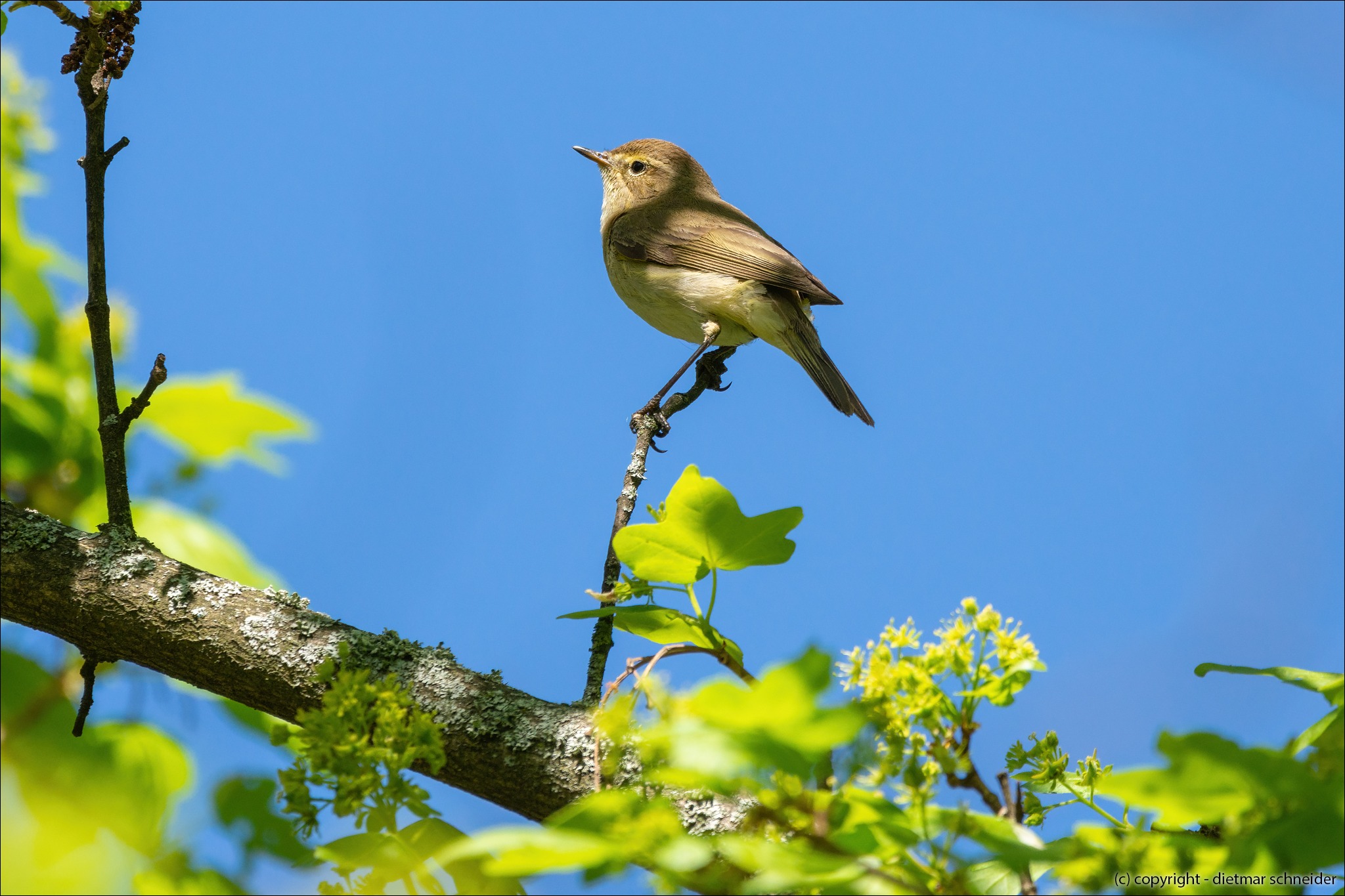 Read more about the article Der Zilpzalp – Unauffälliger kleiner Vogel mit melodischem Gesang