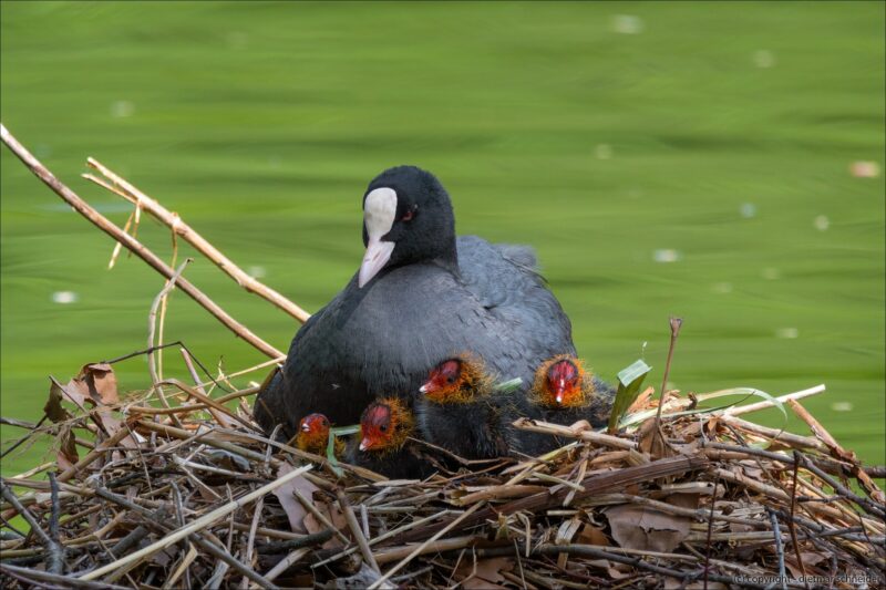 Mama und Papa Blässhuhn mit ihre Kücken ❤️