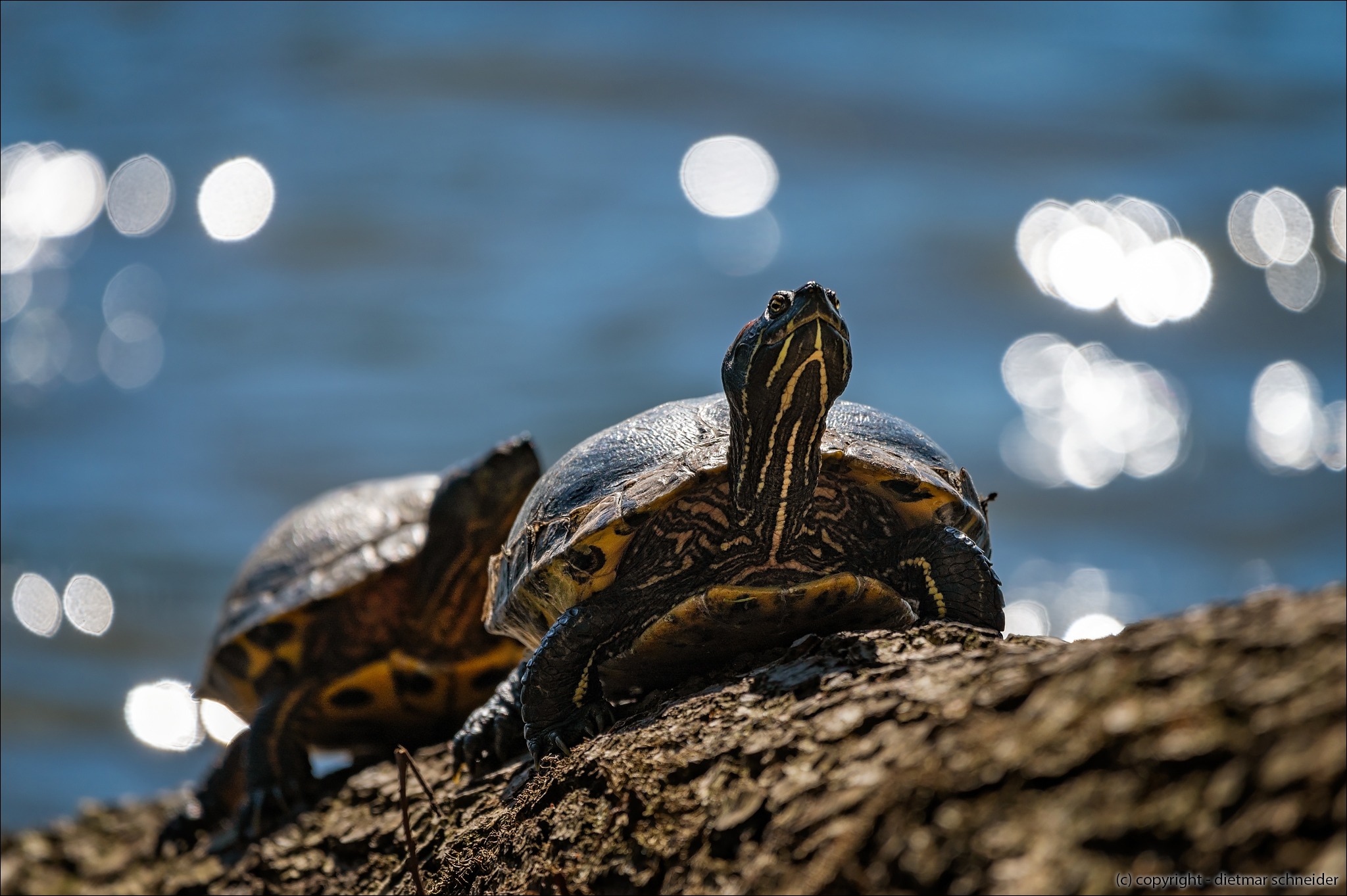 You are currently viewing Schmuckschildkröten werden gerne zu Hause gehalten. Wenn sie ausgewachsen sind, setzt man sie aus 🙁