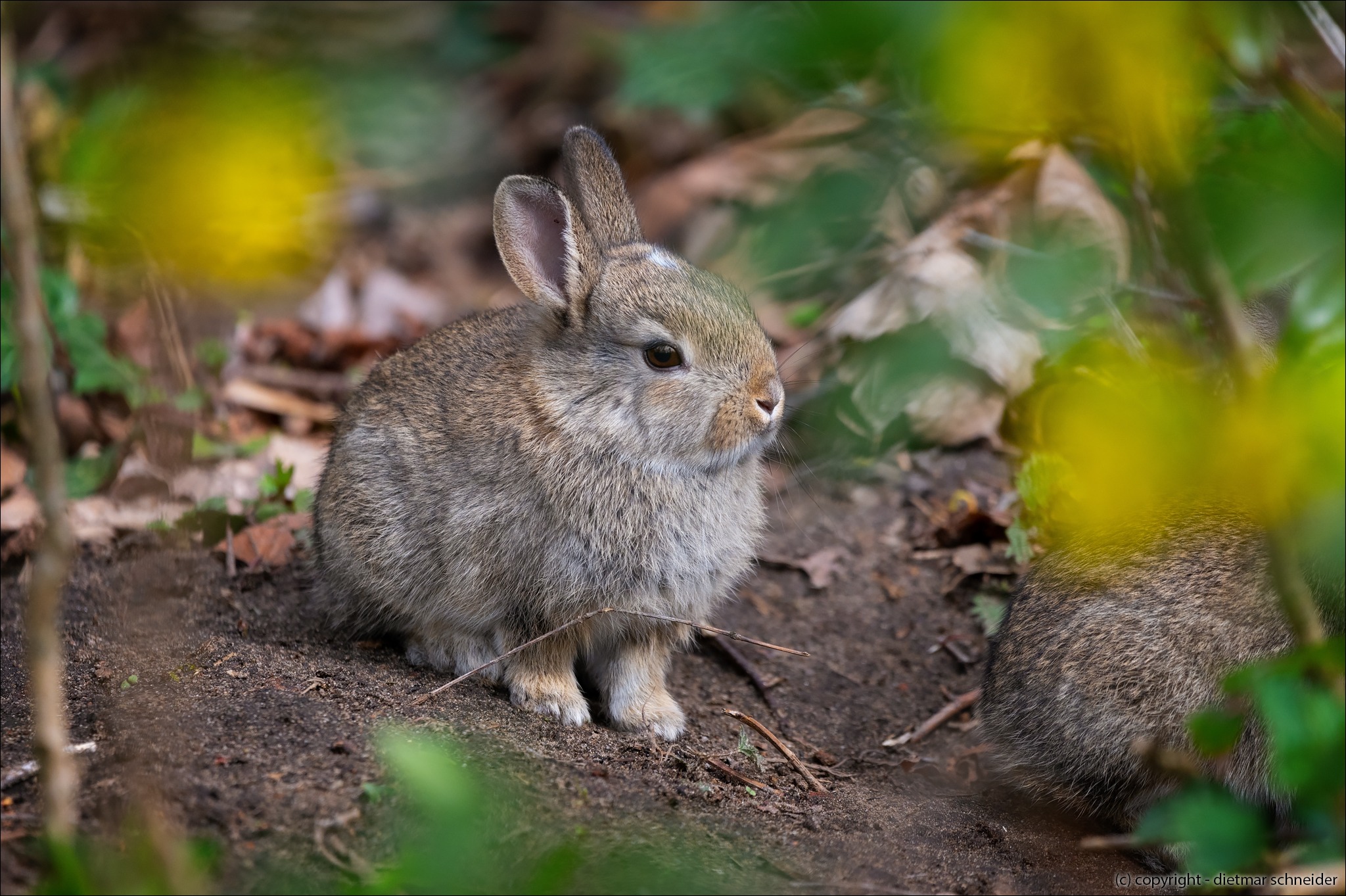 Read more about the article Die Wildkaninchen – Immer wachsam und auf der Hut!