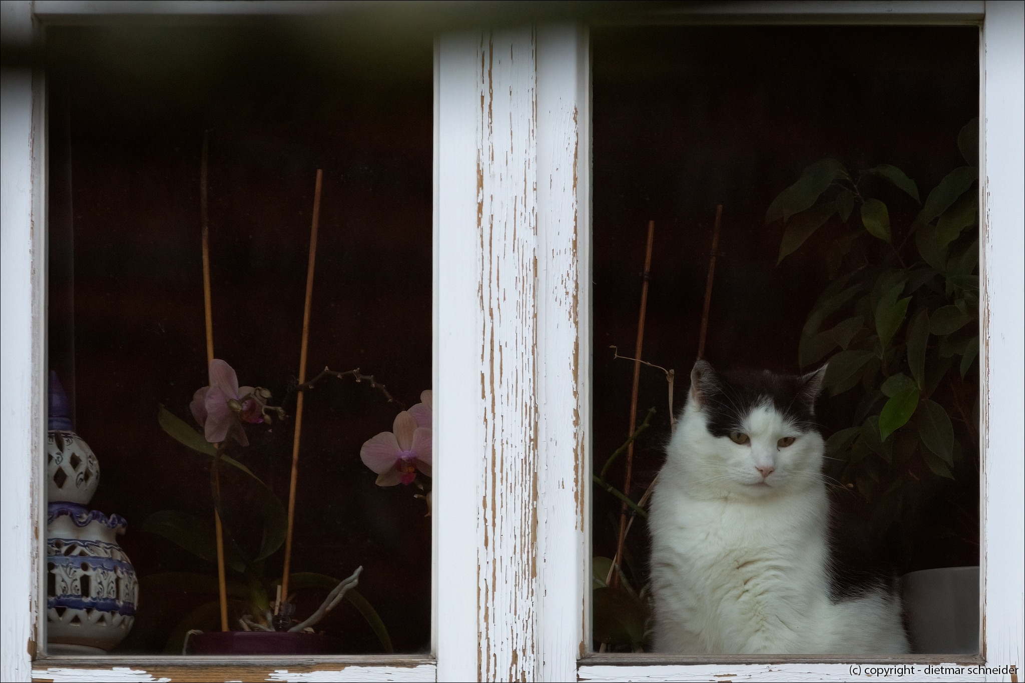 Read more about the article Tiere außerhalb des Schlossparks