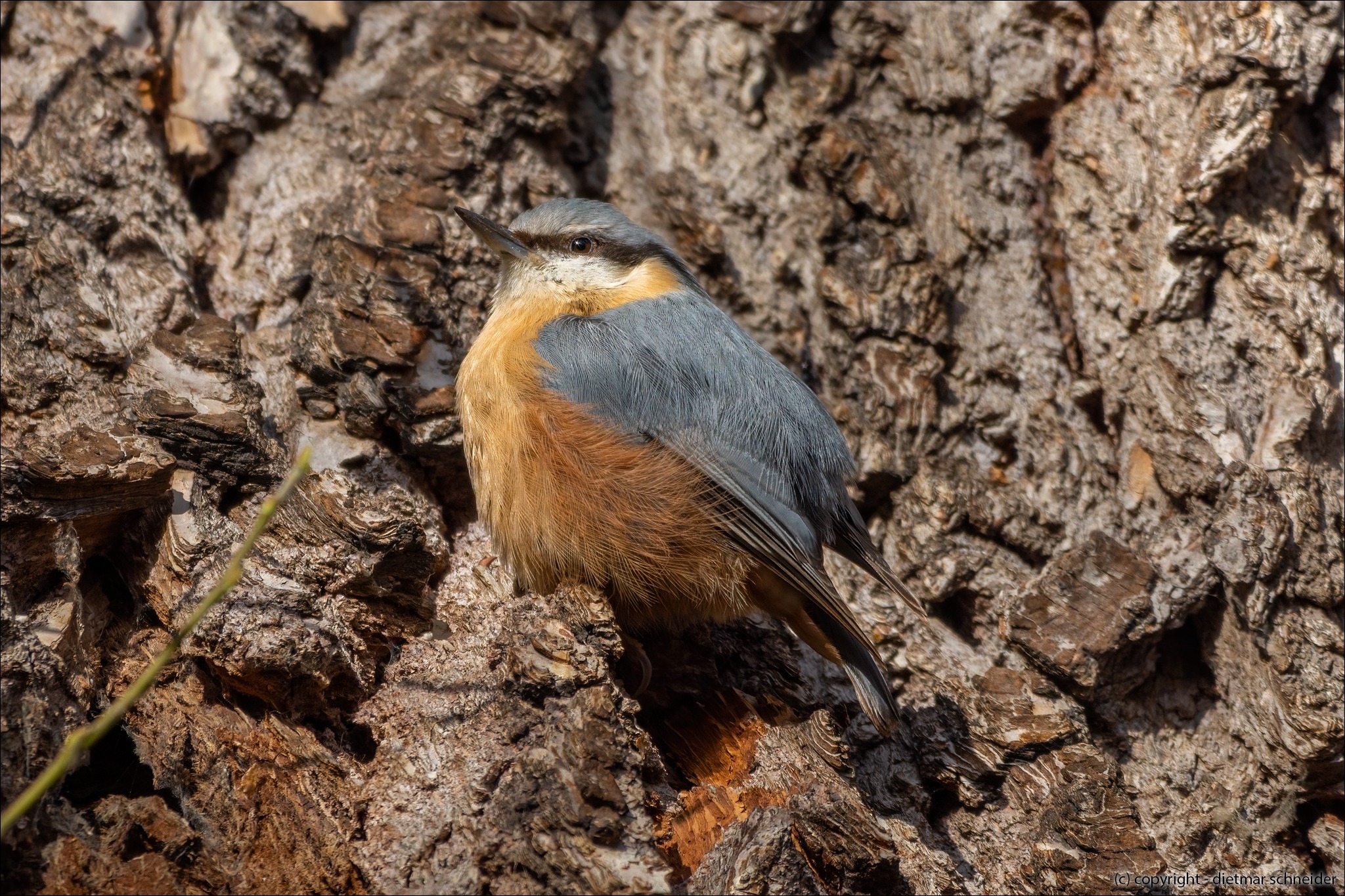 Read more about the article Der Kleiber – Kleiner Klettervogel mit Augenbinde!