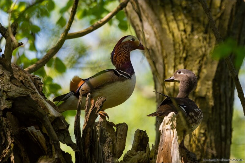 Weit oben im Baum, lebt ein verliebtes Mandarinenten-Paar