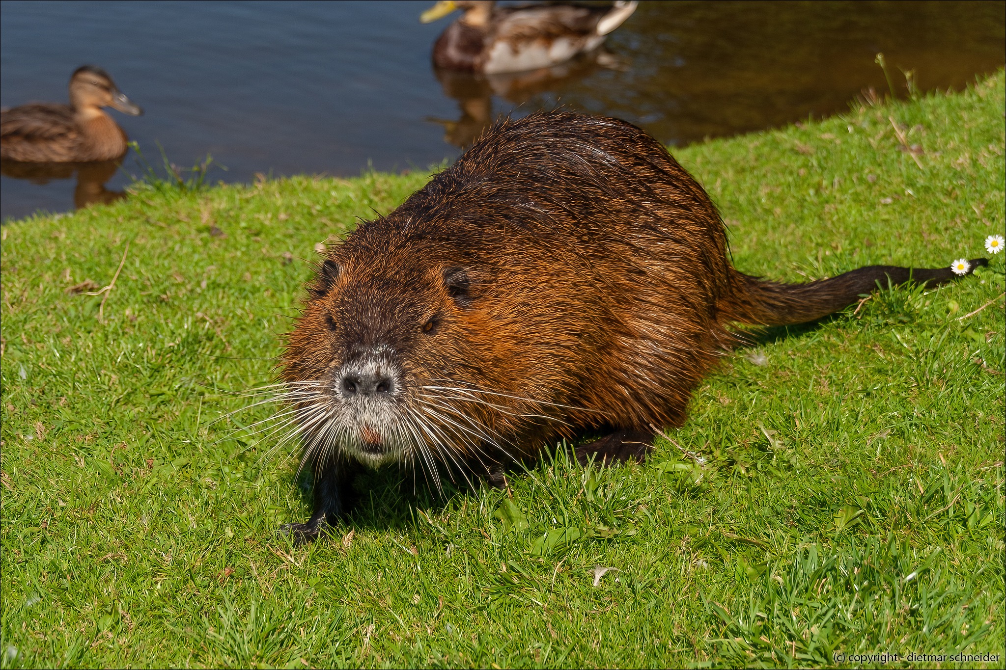 Read more about the article Die Sumpfbiber (Nutria) im Schlosspark