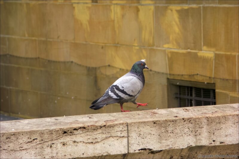 Punky, die Stadttaube aus Spandau (Mai 2002)