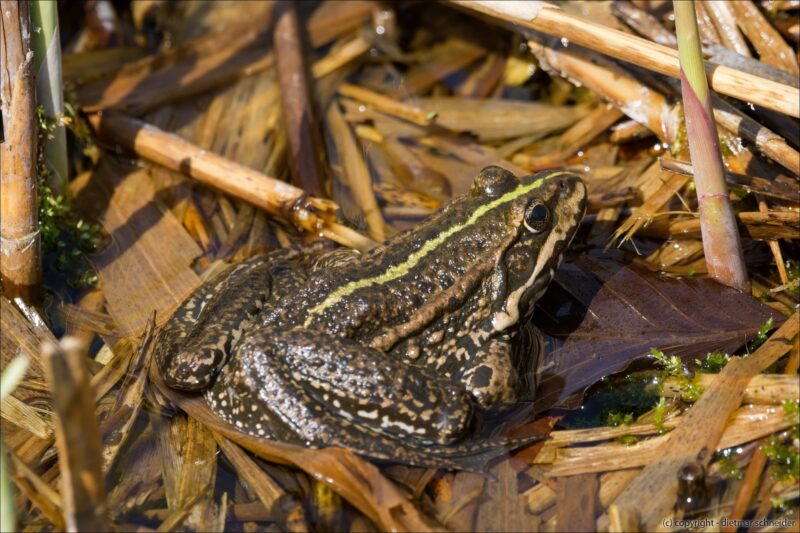 Der Teichfrosch – Ein Hybrid aus See- und Wasserfrosch!