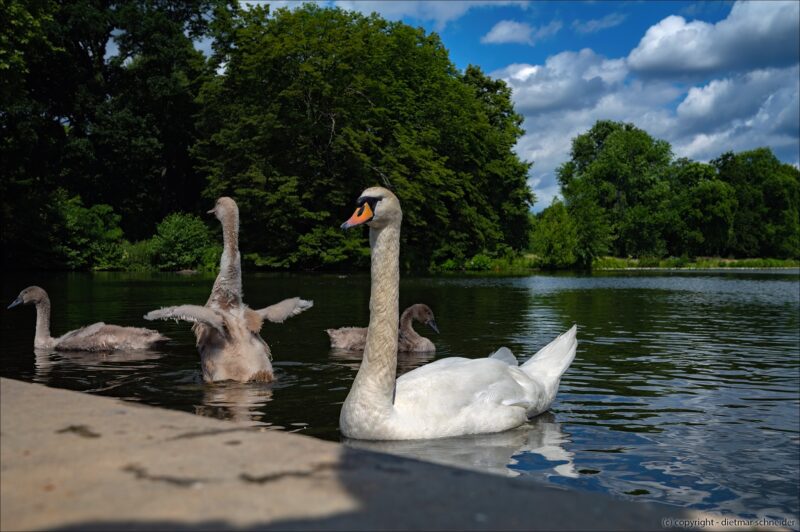 Der Schwan – Das elegante Krafttier!