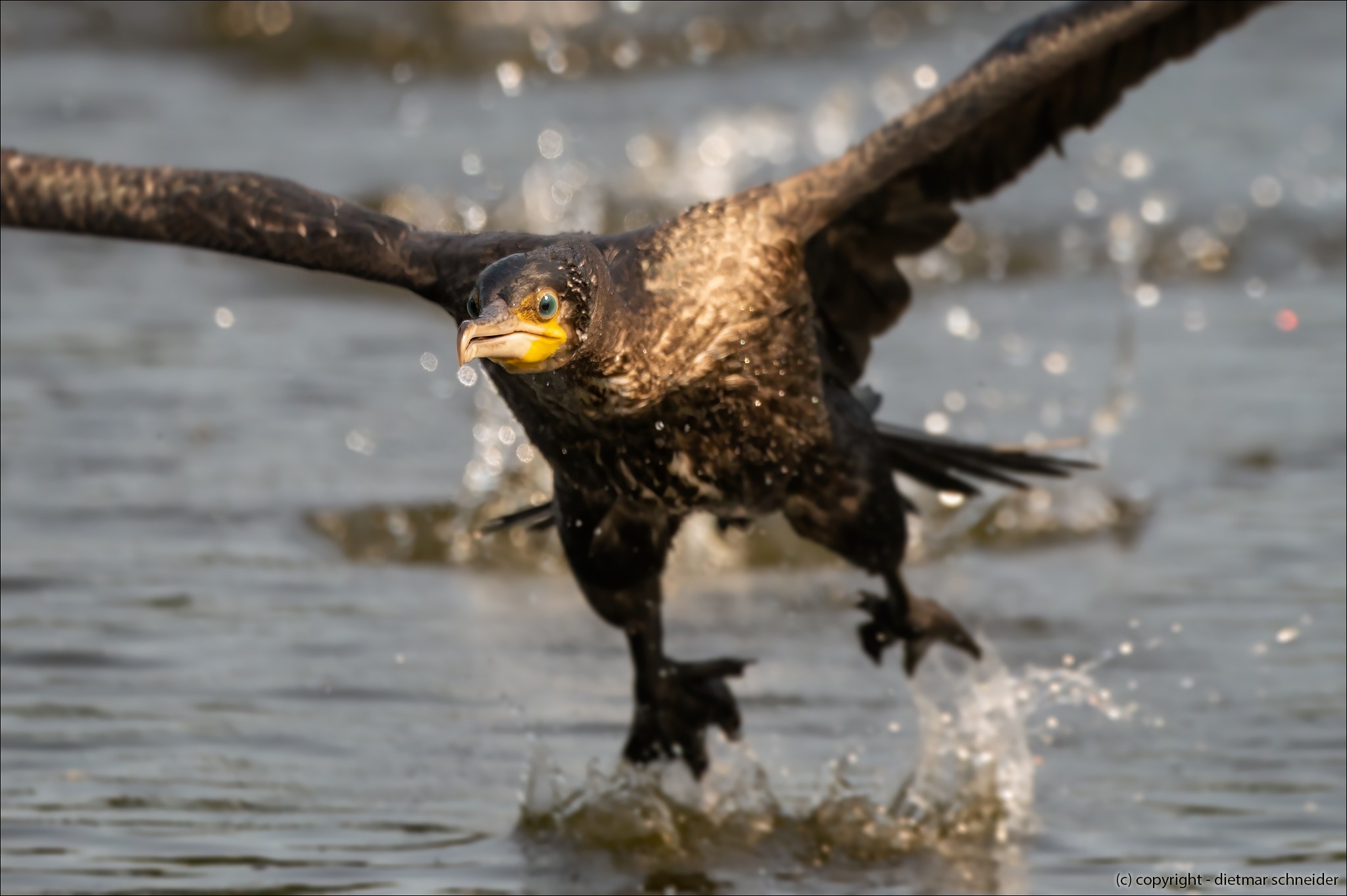 Read more about the article Der Kormoran!