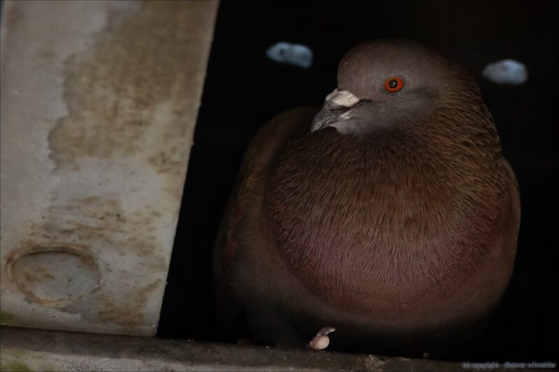 Tauben – Ehemals Friedenssymbol! Jetzt gehasst, gejagt und als Ratten der Lüfte tituliert!