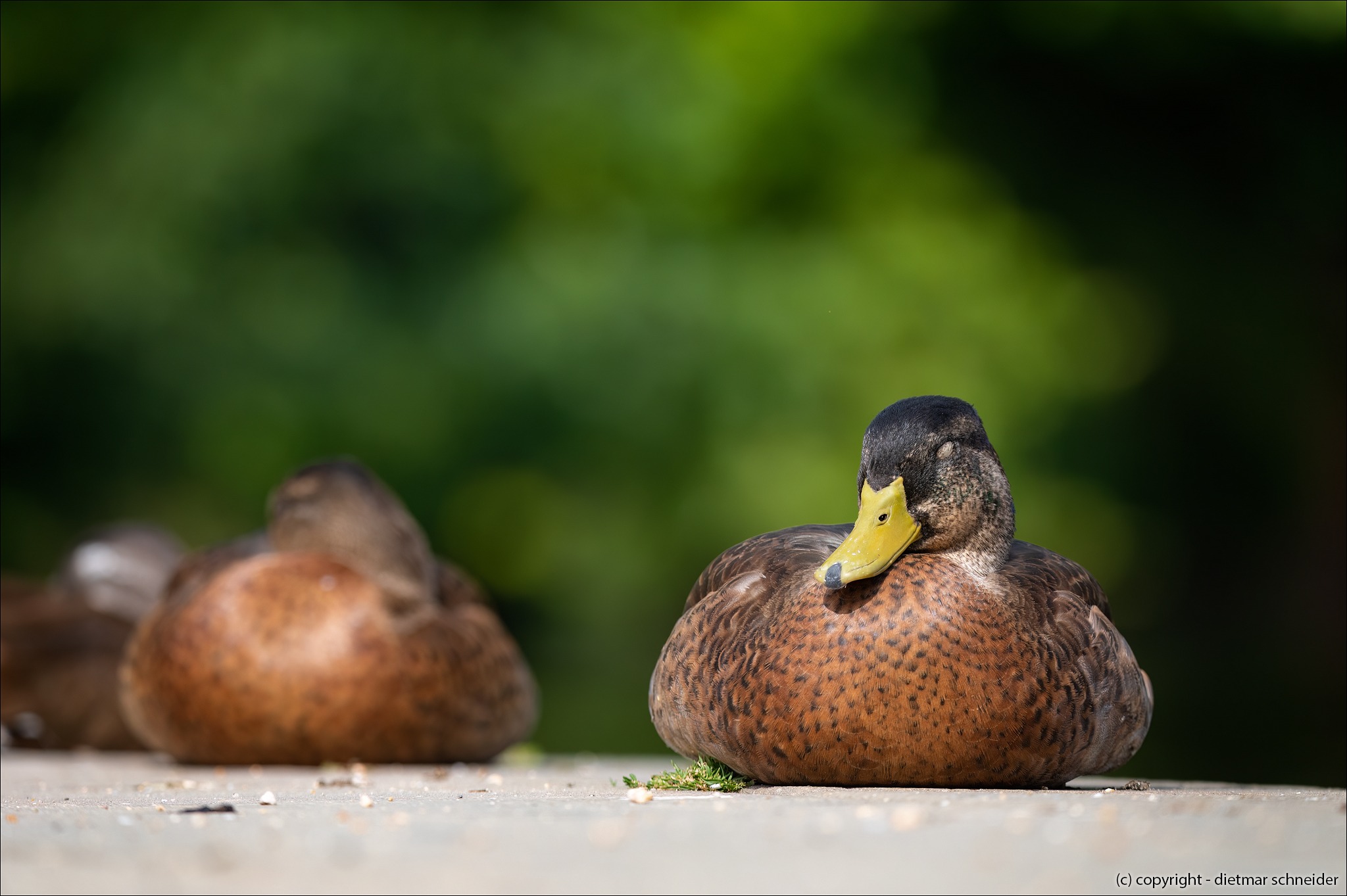 Read more about the article Die Stockente – Überall zu sehen, zutraulich & lieb!