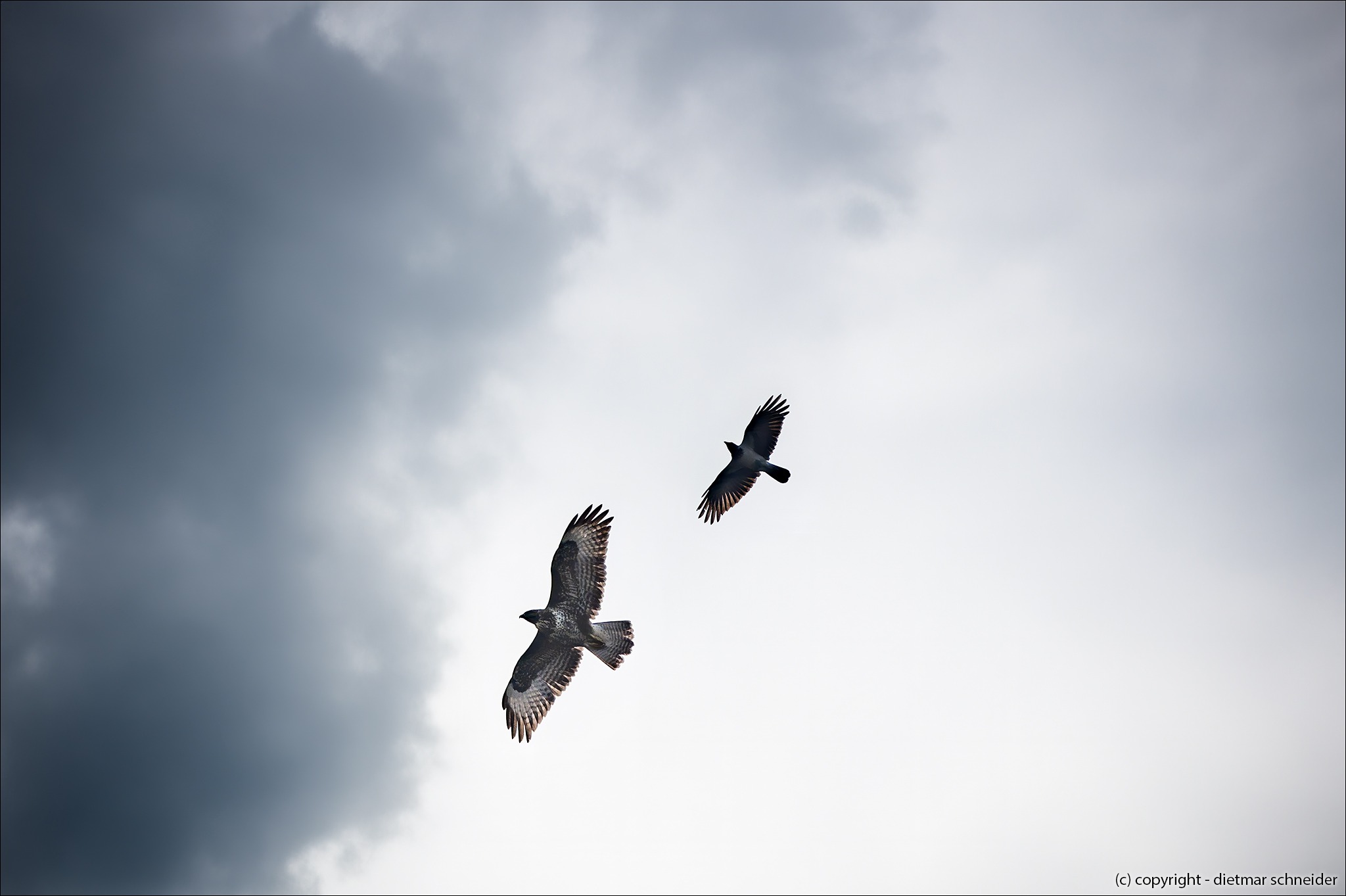 Read more about the article Der Mäusebussard