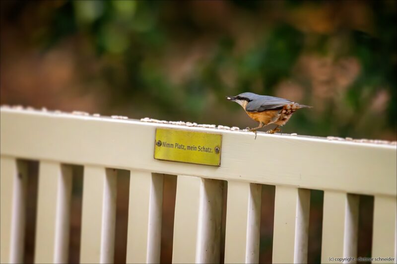 Der Kleiber – Kleiner Klettervogel mit Augenbinde!