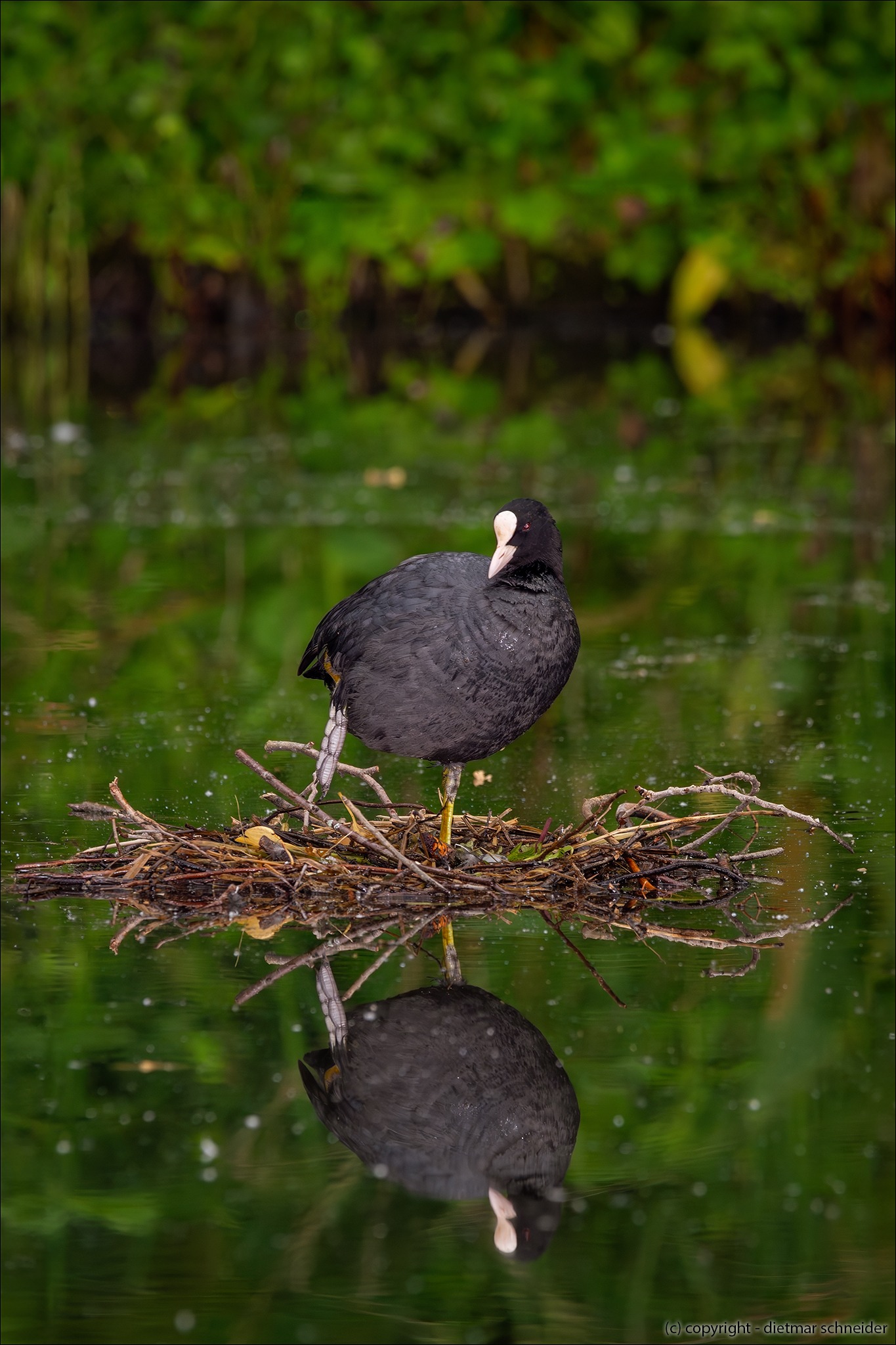 Read more about the article Das Blässhuhn – Das Powerhuhn!