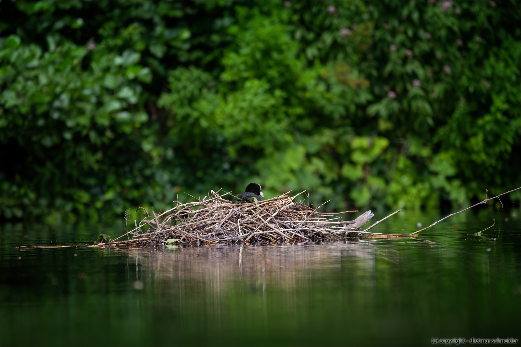 Read more about the article Das Blässhuhn – Das Powerhuhn!