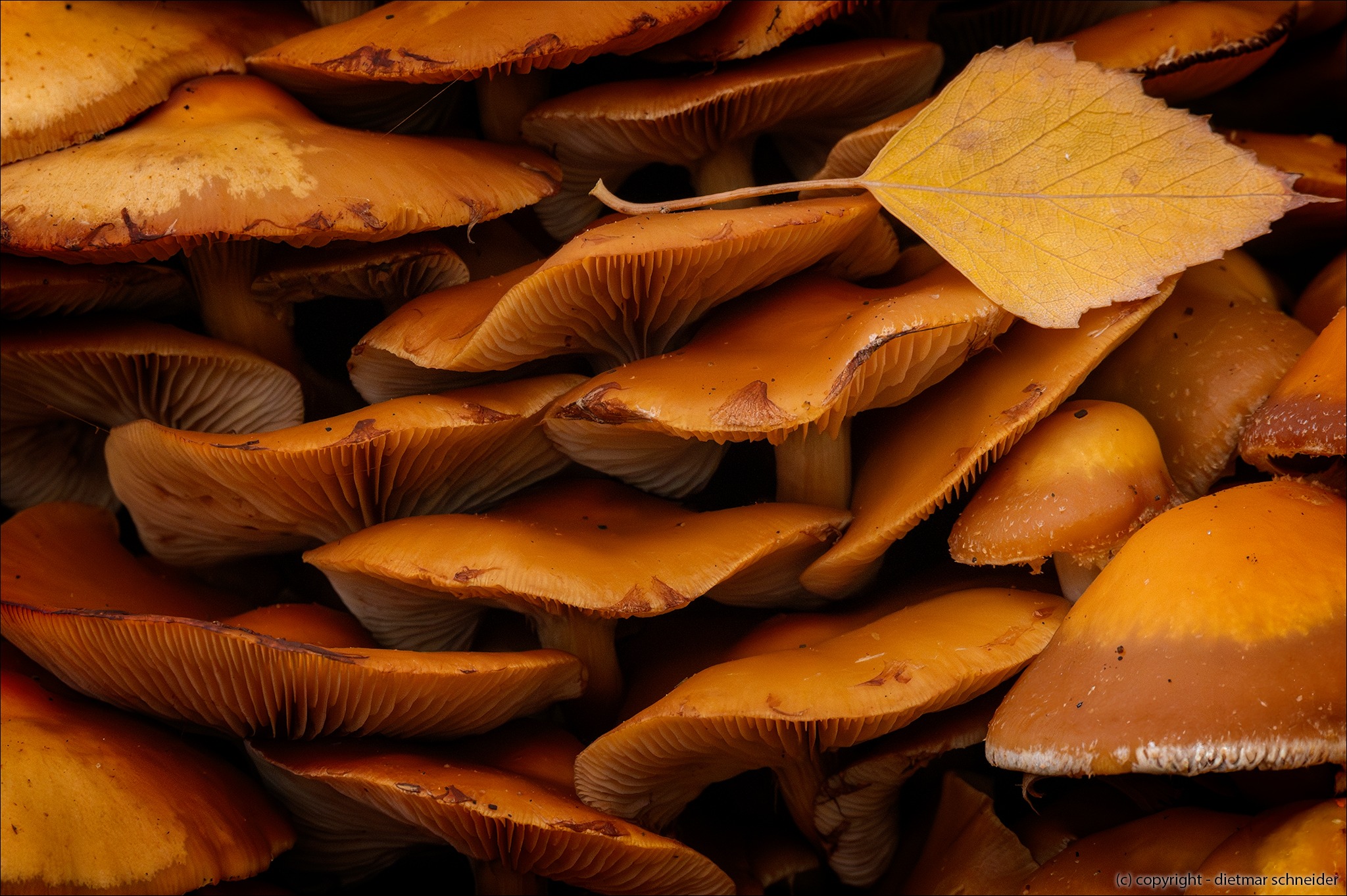 Read more about the article Die Pilz- und Pflanzenwelt im Schlosspark Charlottenburg