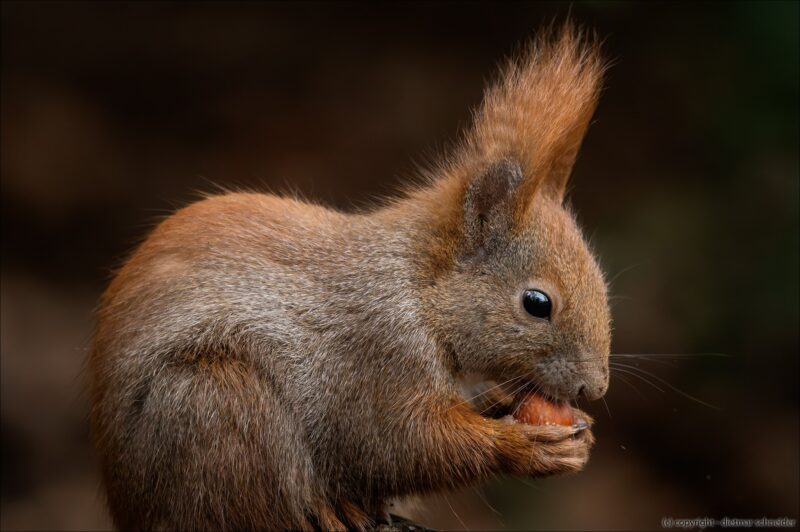 Eichhörnchen – Gute Kletterer und flinke Flitzer!