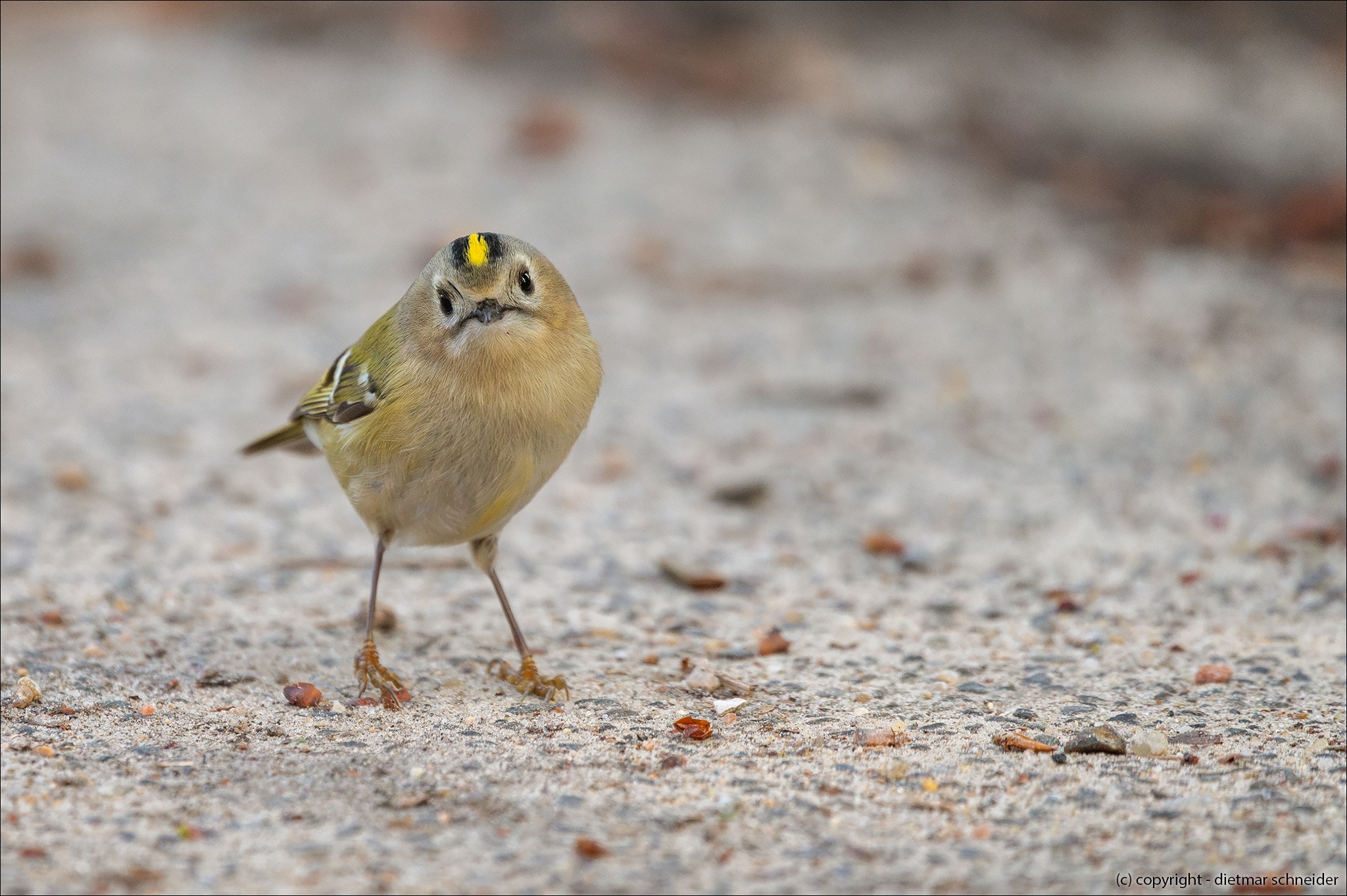 Read more about the article Das Wintergoldhähnchen – Europas kleinster Singvogel