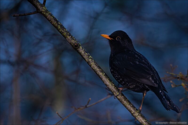 Die Amsel – Der musikalische Waldvogel!